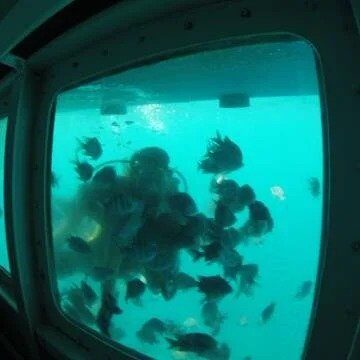 Bayahíbe Semi-Submarine 3
